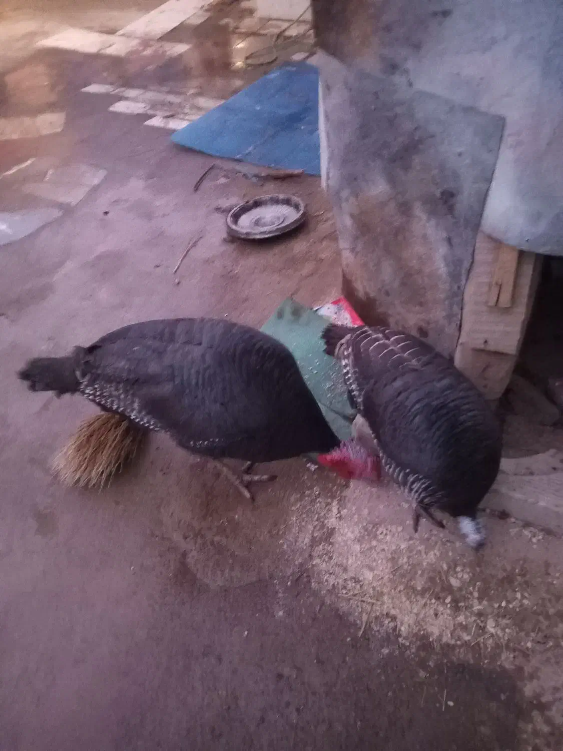 بوقلمون|حیوانات مزرعه|صالح آباد, |دیوار