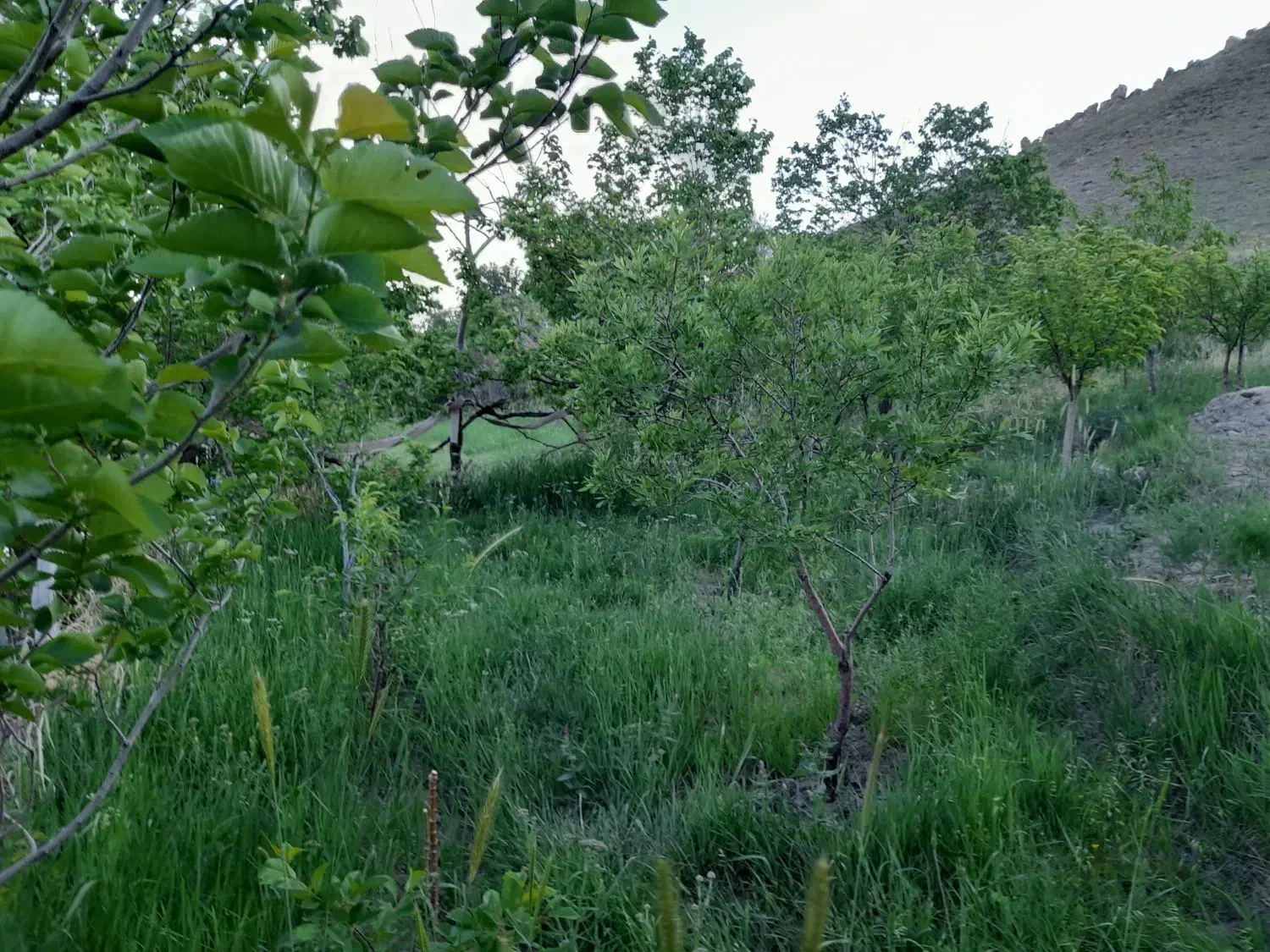 باغ کوچک یا باغچه|فروش خانه و ویلا|صوفیان, |دیوار