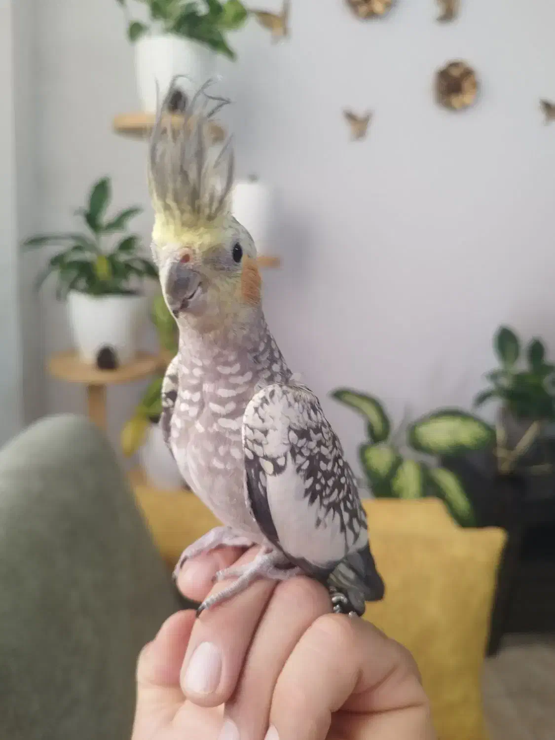 عروس هلندی نر و ماده|پرنده|آستانه اشرفیه, |دیوار