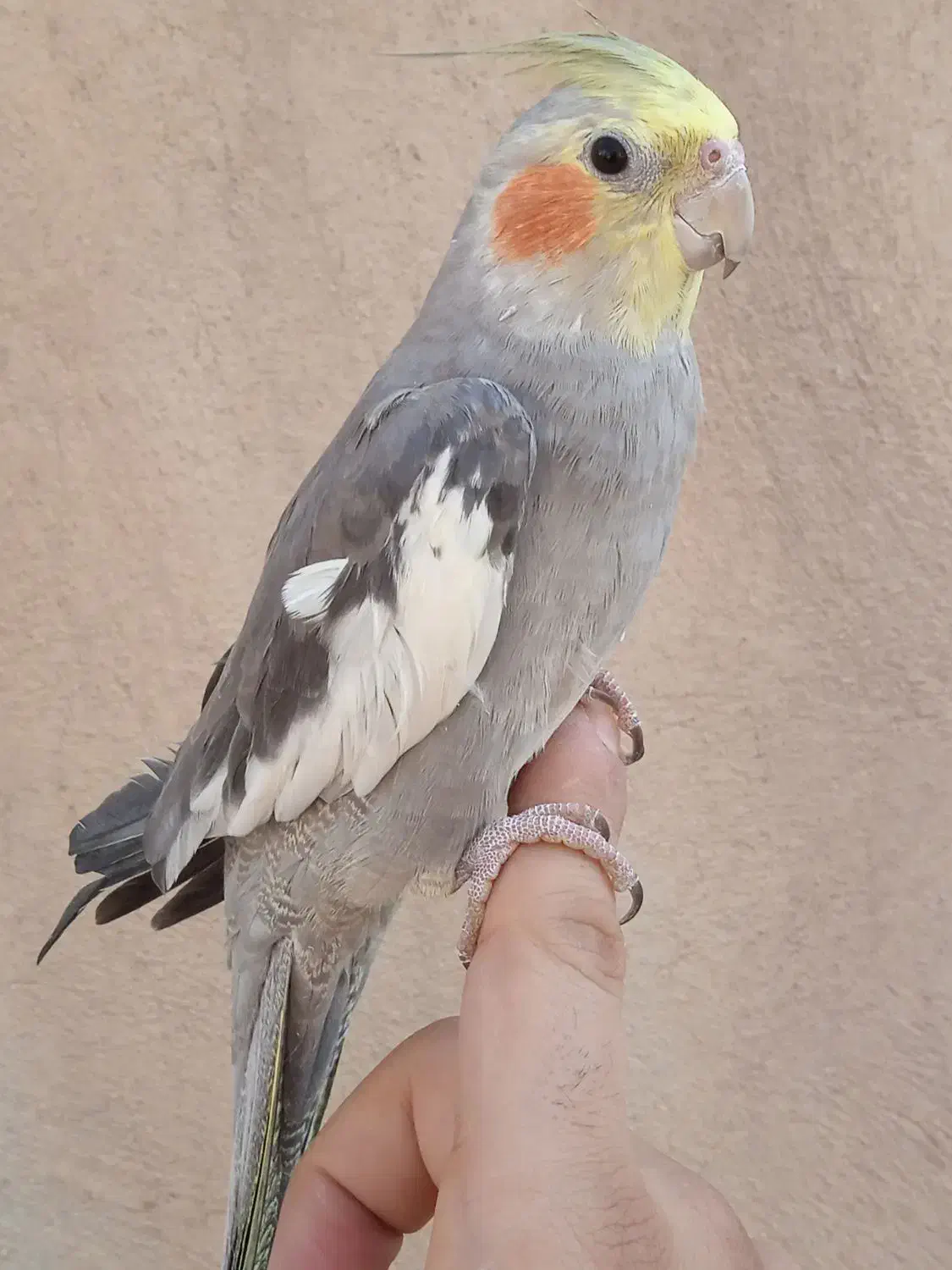 عروس سینامون دستی|پرنده|نسیم‌شهر, |دیوار