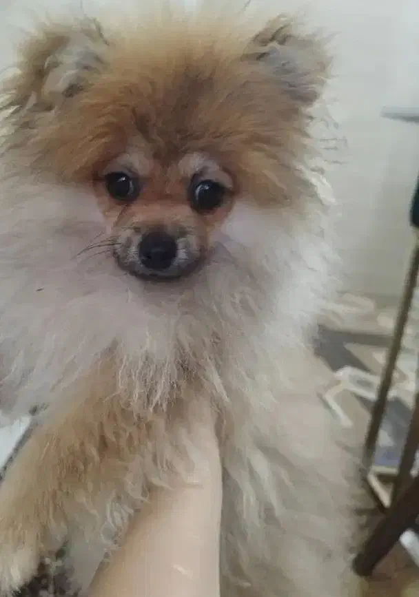 فروش توله پامرانین خرسی اورجینال نر|سگ|قائم‌شهر, |دیوار