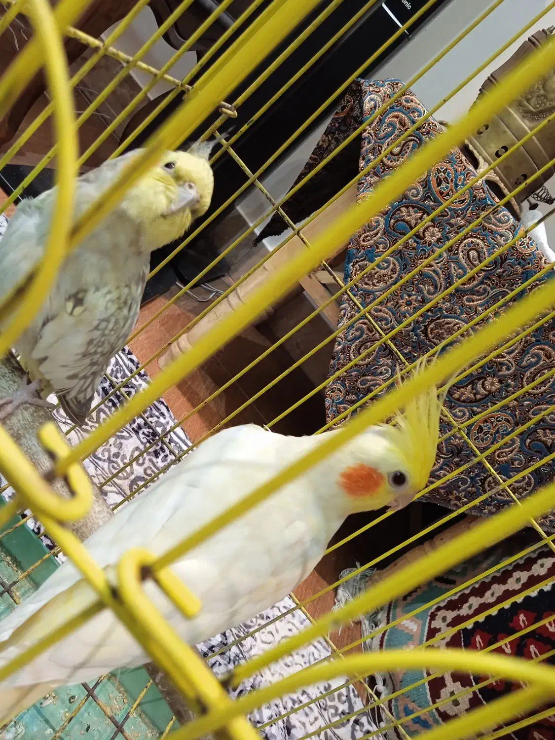 عروس هلندی|پرنده|تهران, آزادشهر|دیوار