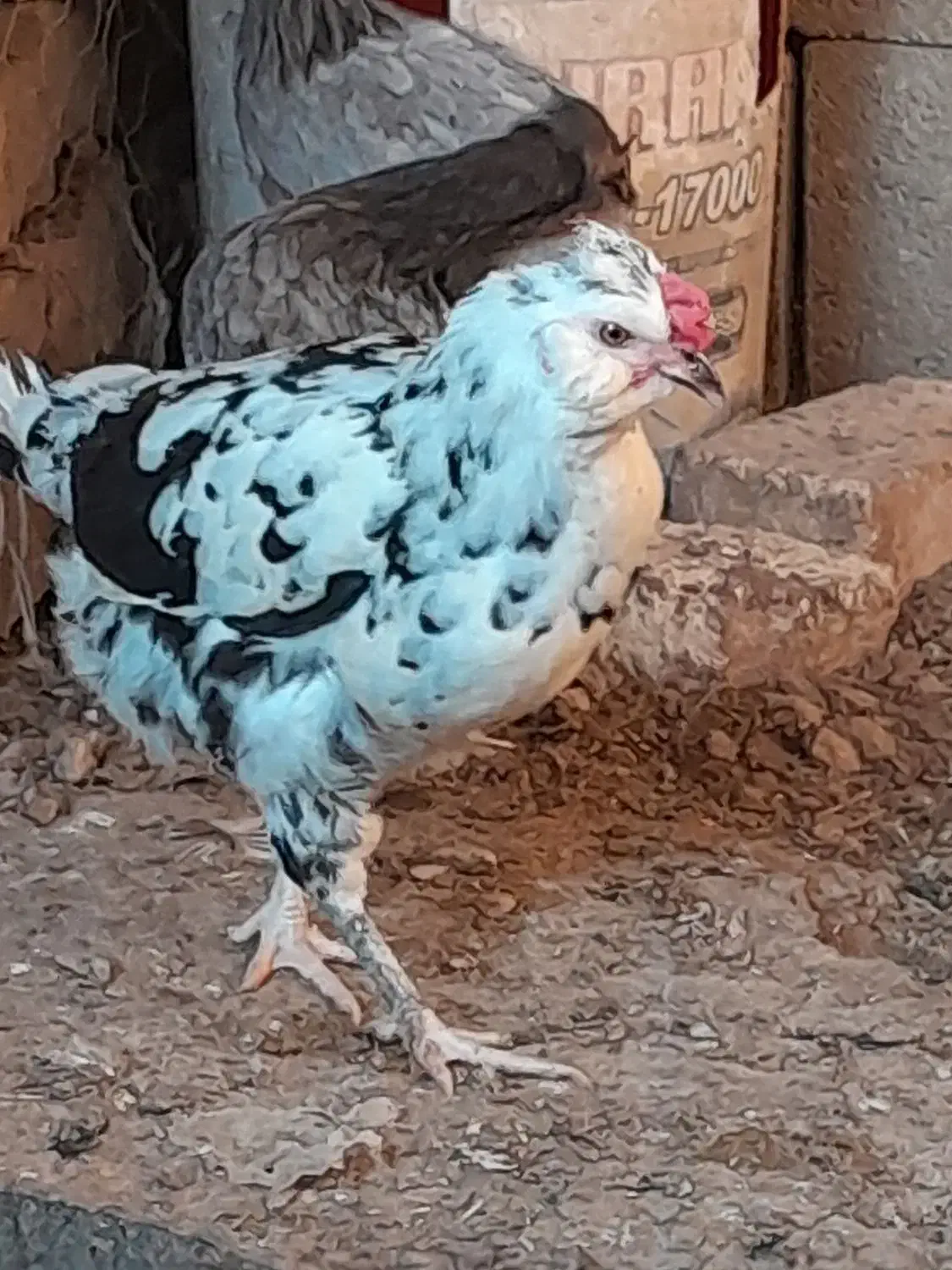 مرغ وخروس محلی اصیل وگلین|حیوانات مزرعه|مرودشت, نقش رستم|دیوار