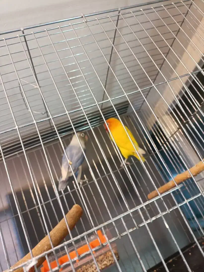 طوطی برزیلی پاربلو|پرنده|رباط‌کریم, رباط‌کریم|دیوار