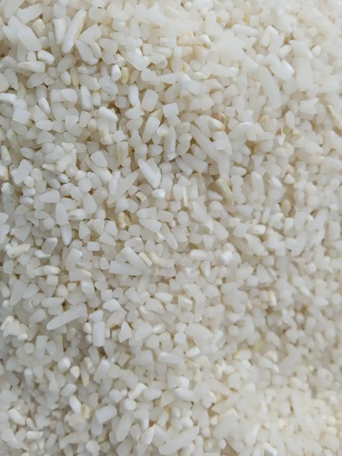 نیم دانه ریز دمسیاه|خوردنی و آشامیدنی|کوچصفهان, |دیوار