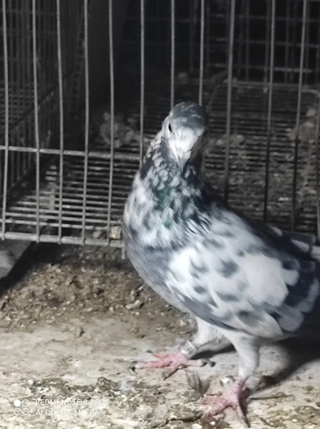 کبوتر|پرنده|فین, |دیوار