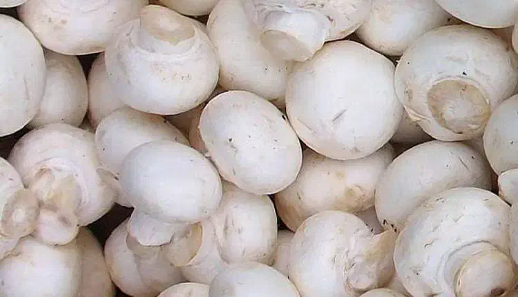 پخش قارچ درجه ۱و۲و۳ عمده و جزیی از شرکت|خوردنی و آشامیدنی|هشتگرد, شهرک ولیعصر (مصلی)|دیوار