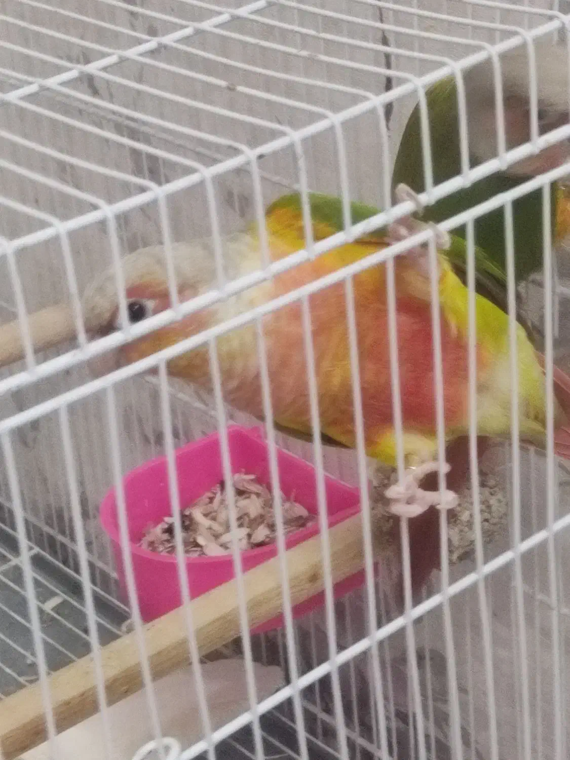 گرینچیک|پرنده|تربتحیدریه, یحیی آباد|دیوار