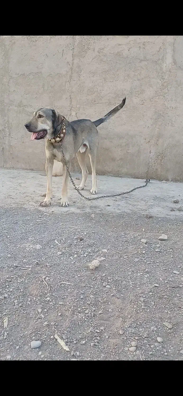 سگ عراقی یکسالو نیمه بهترین نصل خام خام|سگ|قم, سراجه (۱۵ خرداد)|دیوار