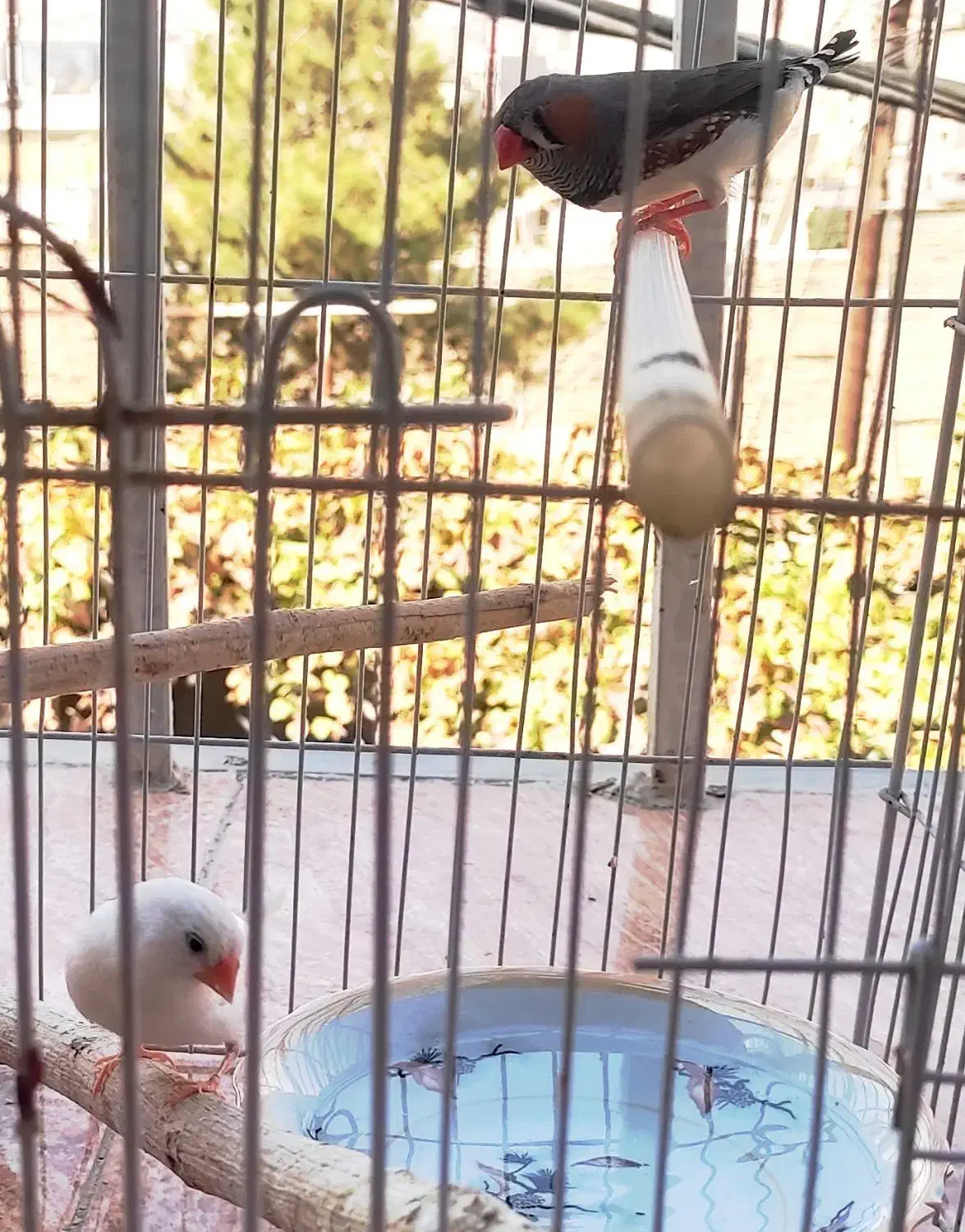 یک جفت فنچ راه راه یا فنچ زبرا Zebra Finch|پرنده|بومهن, |دیوار