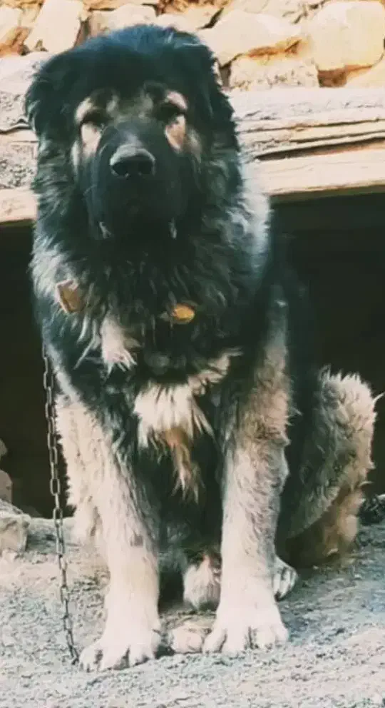 قفقازی نره با اصالت و همچی تموم|سگ|اصفهان, بهار آزادی|دیوار