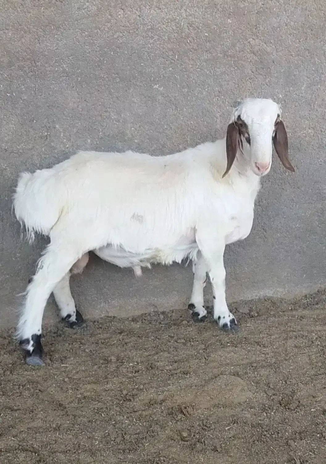 بره نر درجه1|حیوانات مزرعه|گرمسار, |دیوار