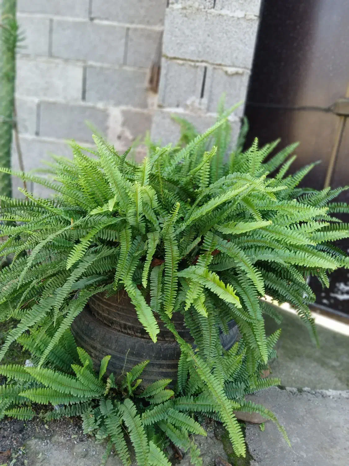 گل های طبیعی|گل و گیاه طبیعی|طاهرگوراب, |دیوار