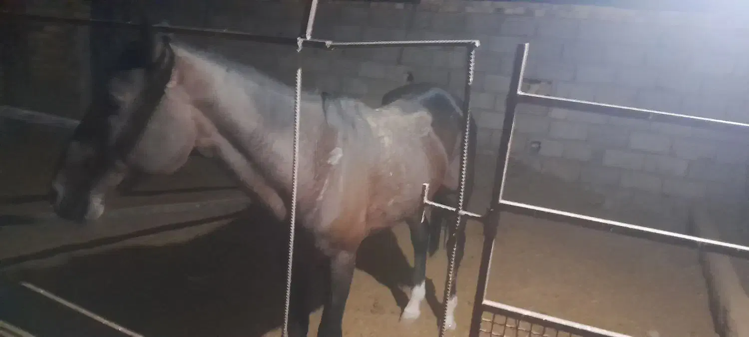 اسب|اسب و تجهیزات اسبسواری|گناباد, |دیوار