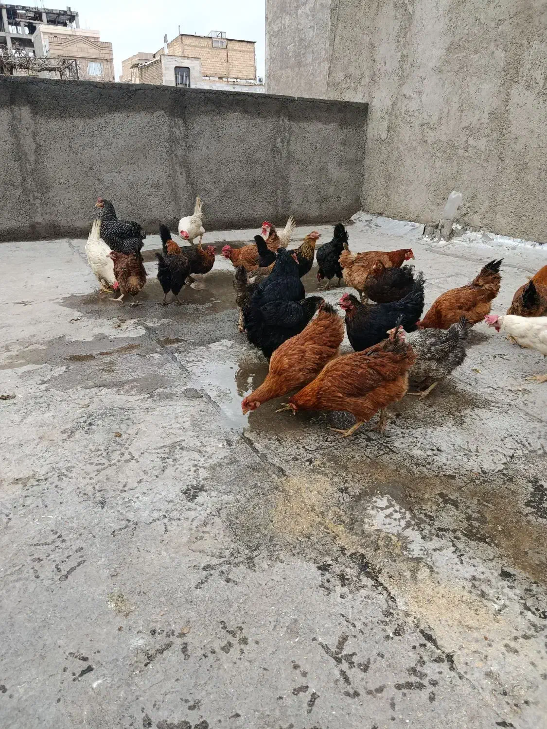 مرغ جوان 5 ماهه|حیوانات مزرعه|محمدشهر, محمدشهر|دیوار