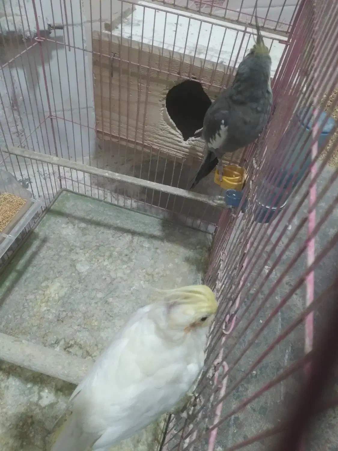 ۲جفت  عروس هلندی  مولد|پرنده|رشت, سلیمانداراب|دیوار