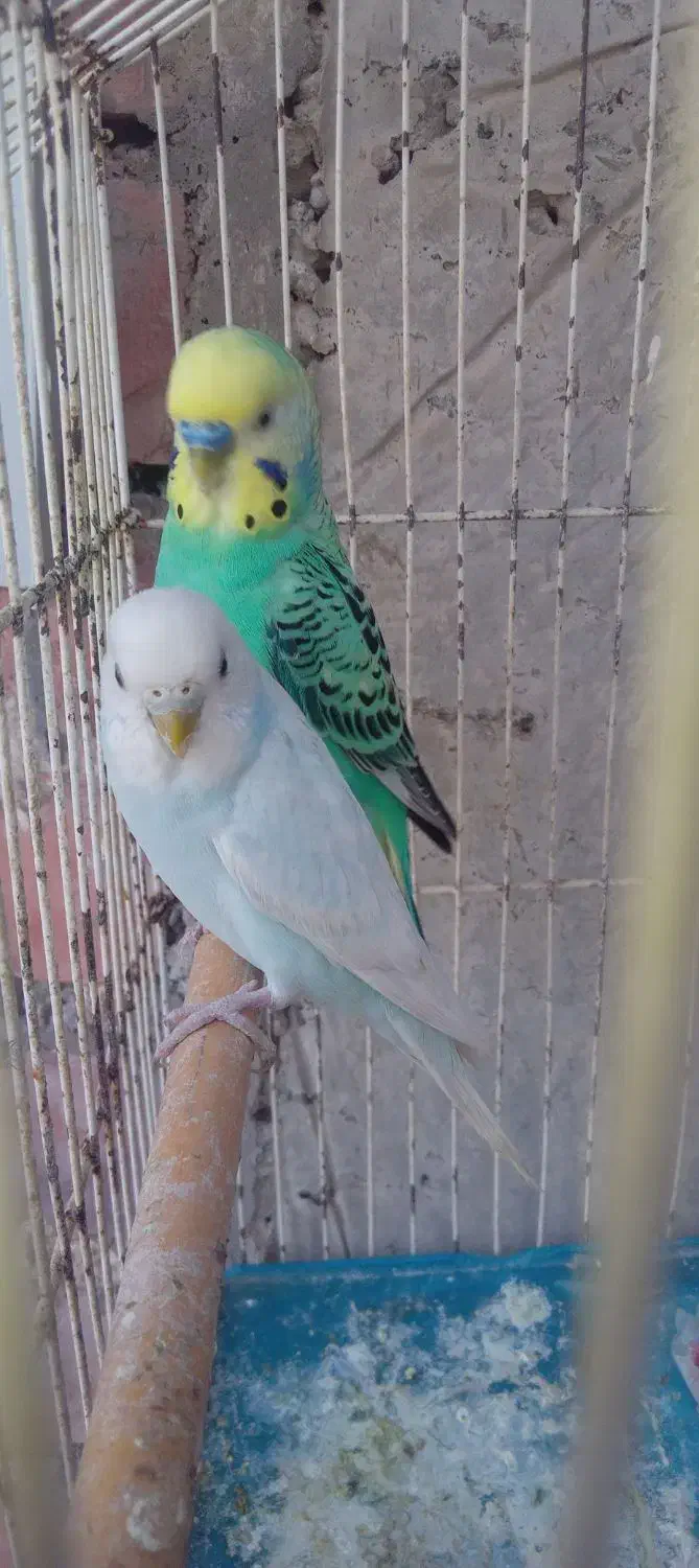 مرغ عشق|پرنده|جیرفت, |دیوار