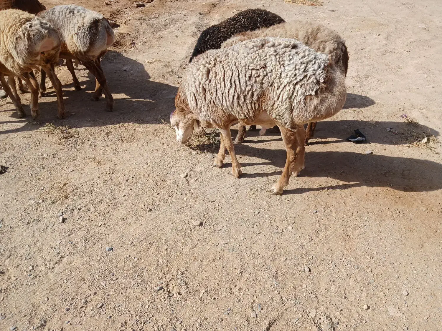 بره قوچی چینی|حیوانات مزرعه|تربت جام, جامرود|دیوار