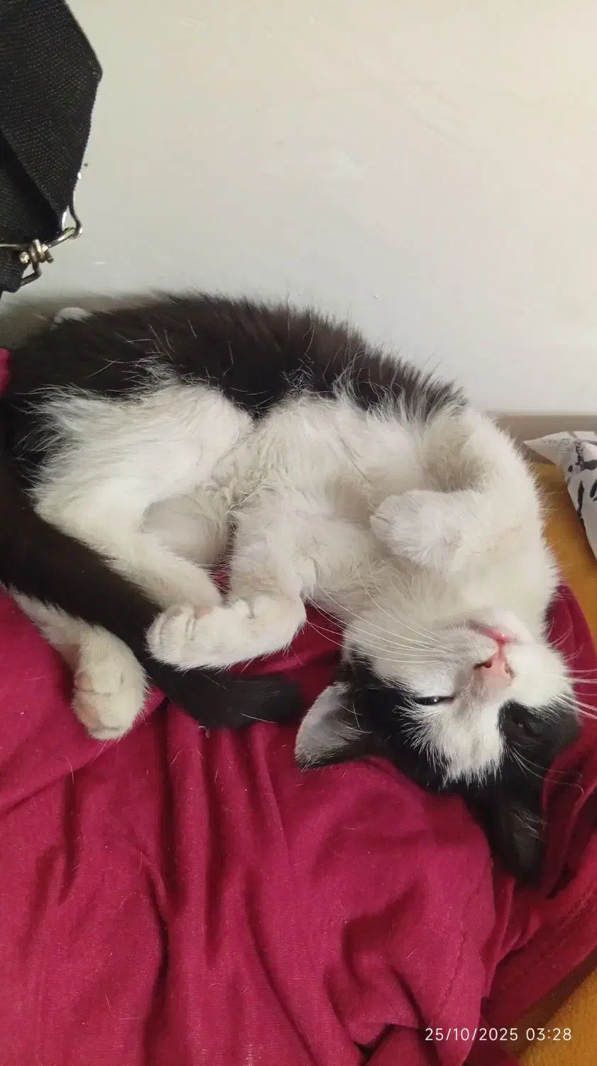 واگذاری گربه اسموکینگ سه ماهه، خانگی و آموزش دیده|گربه|نسیم‌شهر, |دیوار