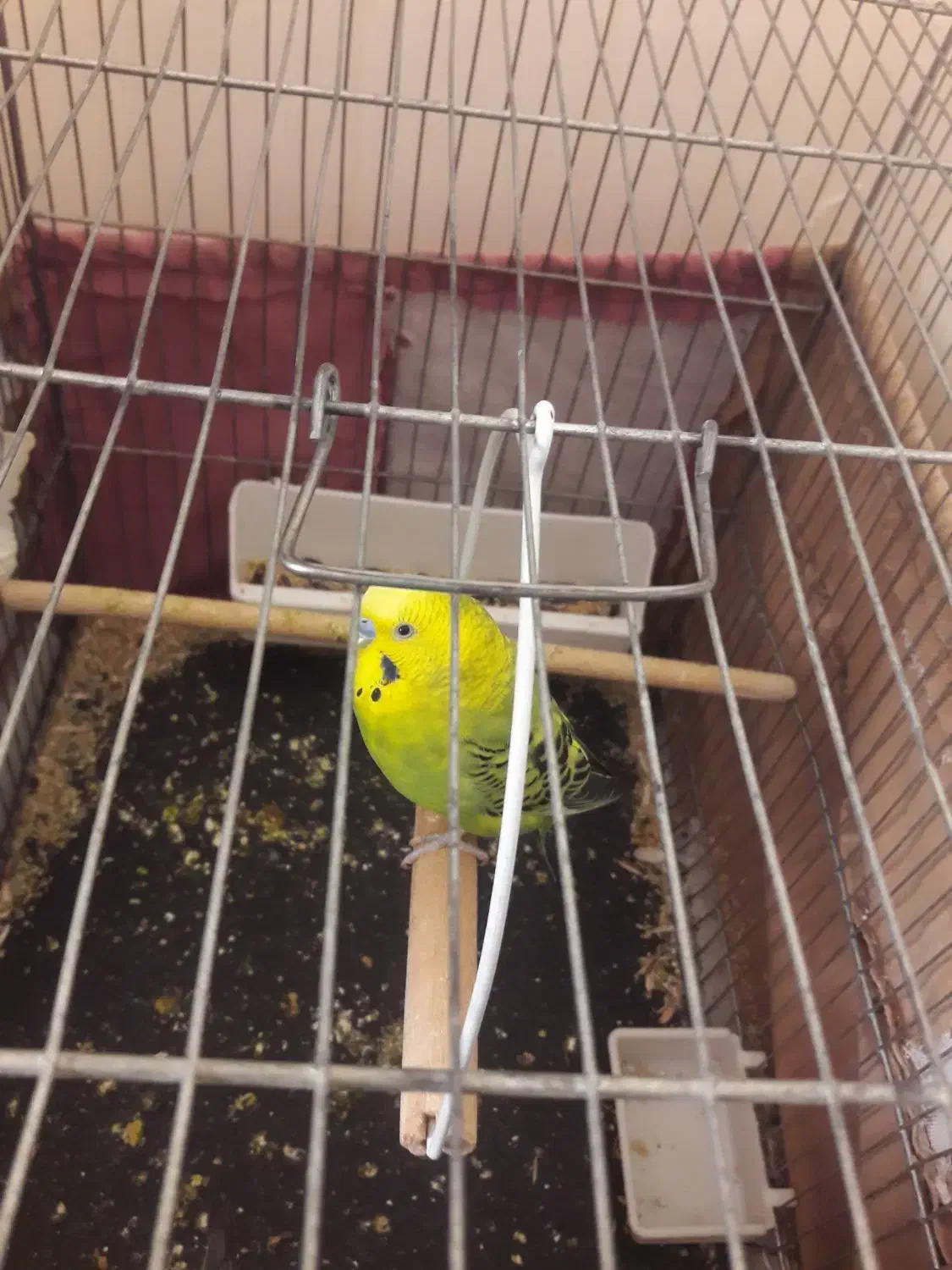 مرغ‌عشق‌ نر‌‌ بالغ|پرنده|فردیس, ثابتی|دیوار