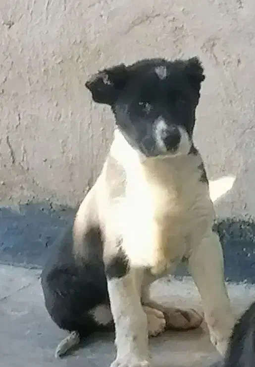 توله قدرجونی|سگ|مسجد سلیمان, |دیوار