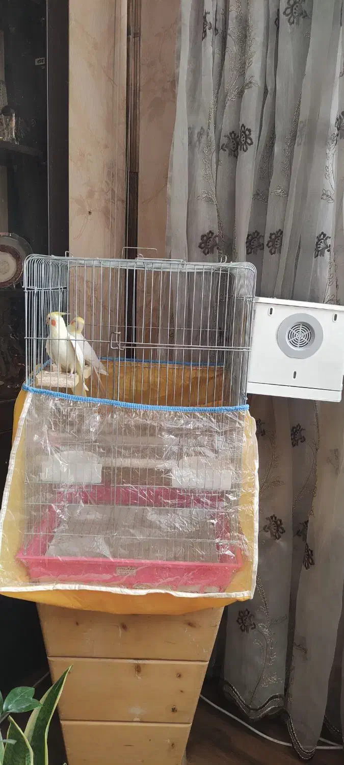 فروش یک جفت عروس هلندی|پرنده|شیراز, فرهنگ شهر|دیوار