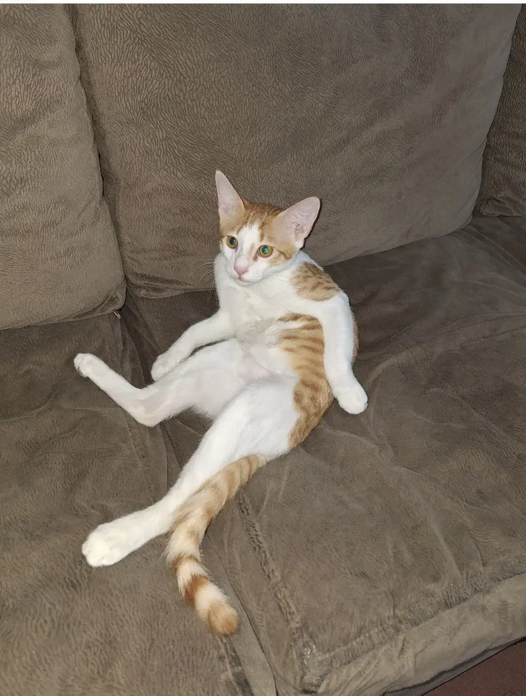 اهدای رایگان گربه نر|گربه|قدس, شهرقدس|دیوار