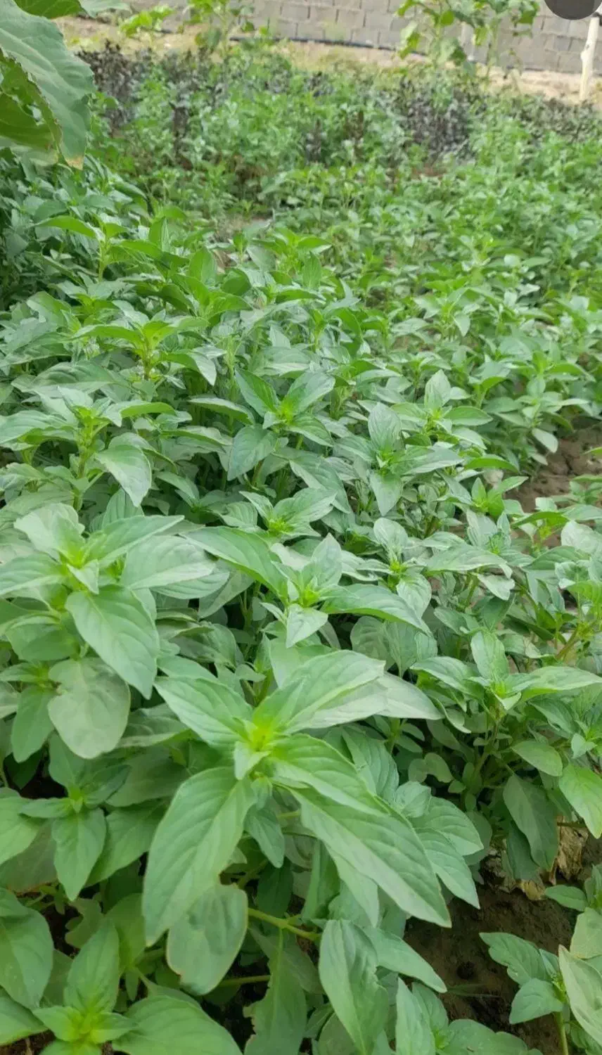 باغبانی گل کاری محلول حذف هرز تقویتی باردهی پیوند|خدمات باغبانی و درختکاری|زابل, |دیوار