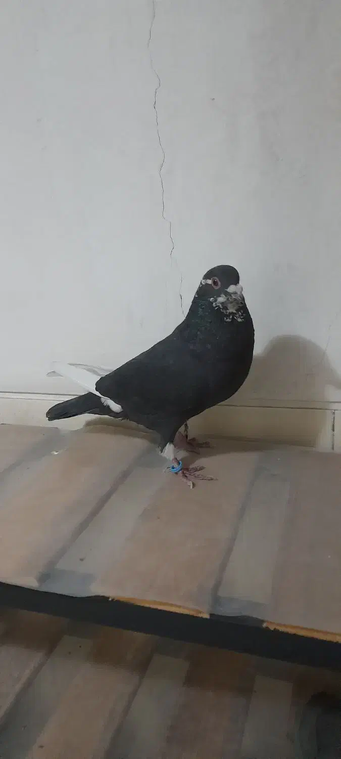 کفتر شهرستانی|پرنده|چهاردانگه (تهران), |دیوار