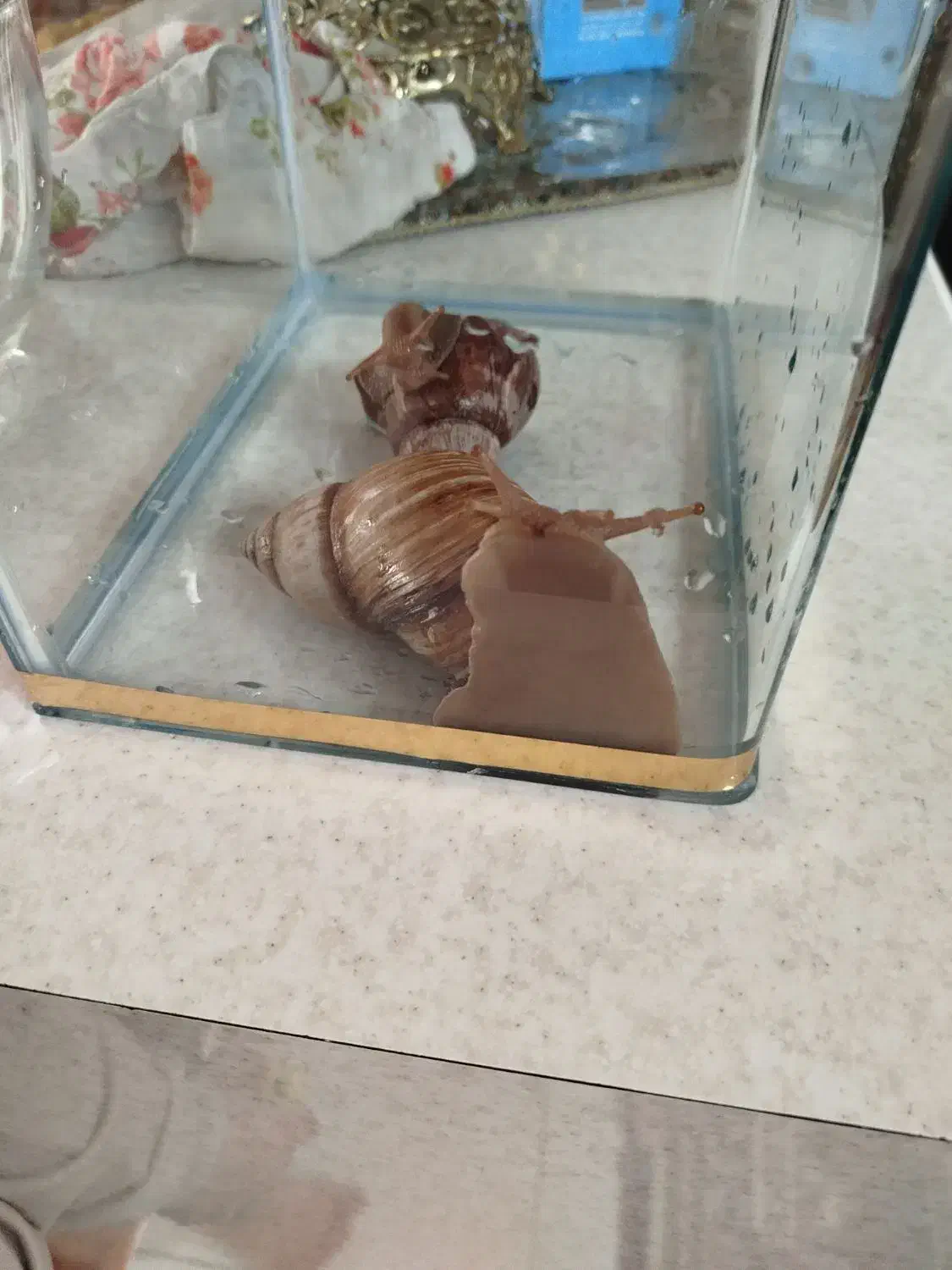 دوتاحلزون سایز20 سانتی|خزنده|تبریز, |دیوار