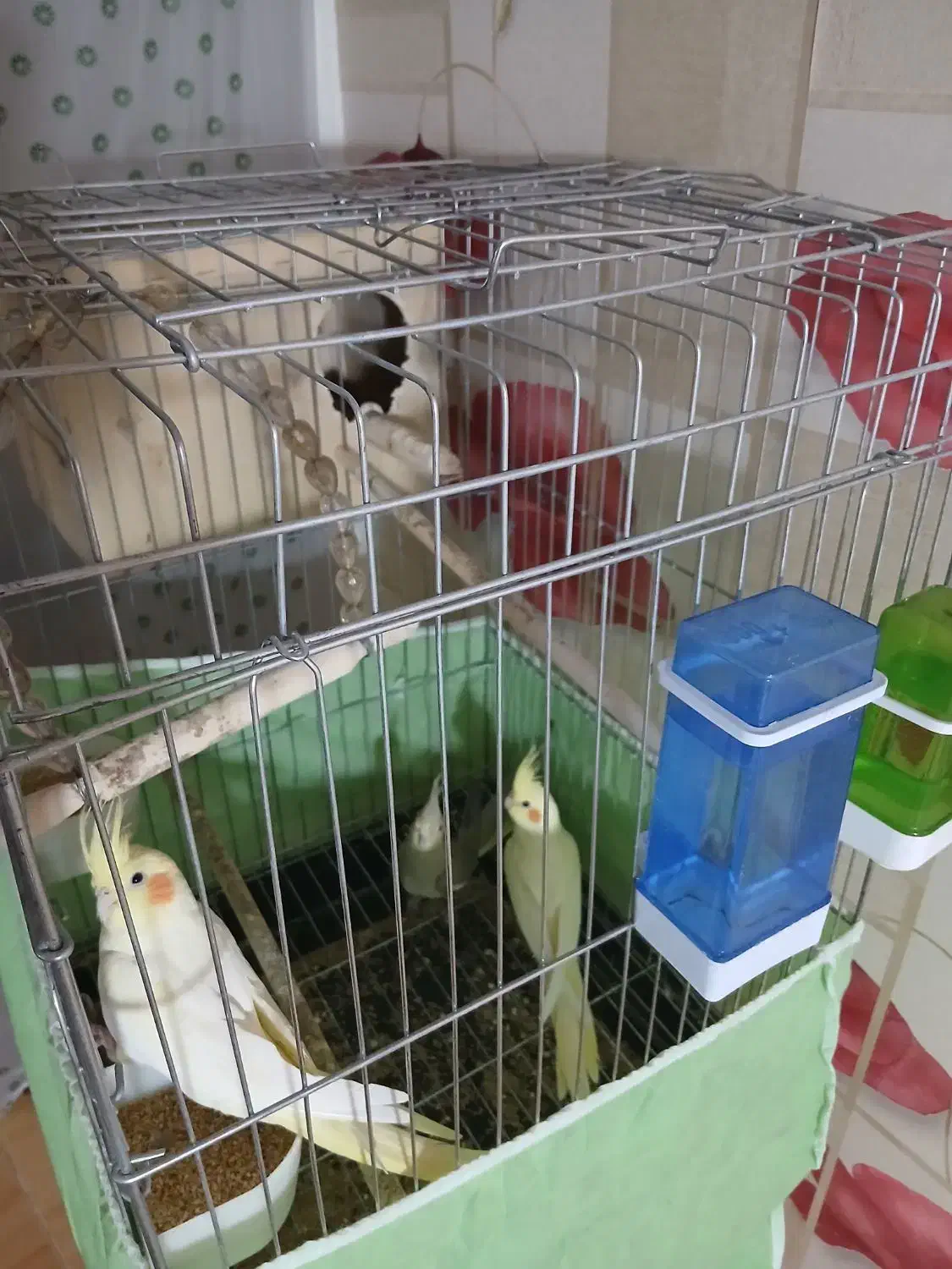 فروش عروس هلندی|پرنده|ایلام, |دیوار