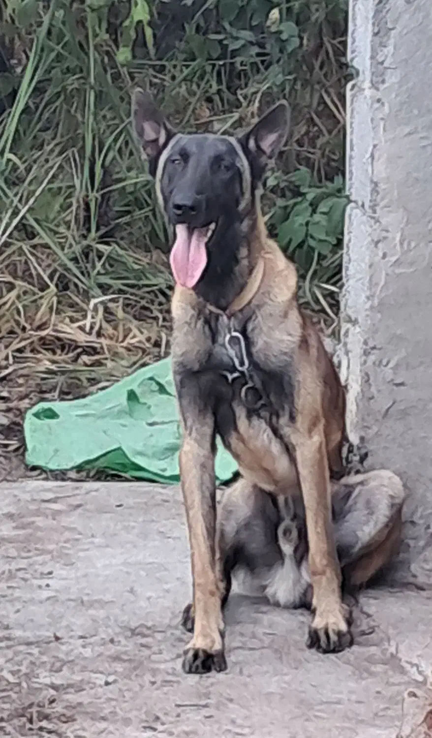 شاه توله نر مالینویز سگ گارد سن یک سال فی 25|سگ|دماوند, دماوند|دیوار