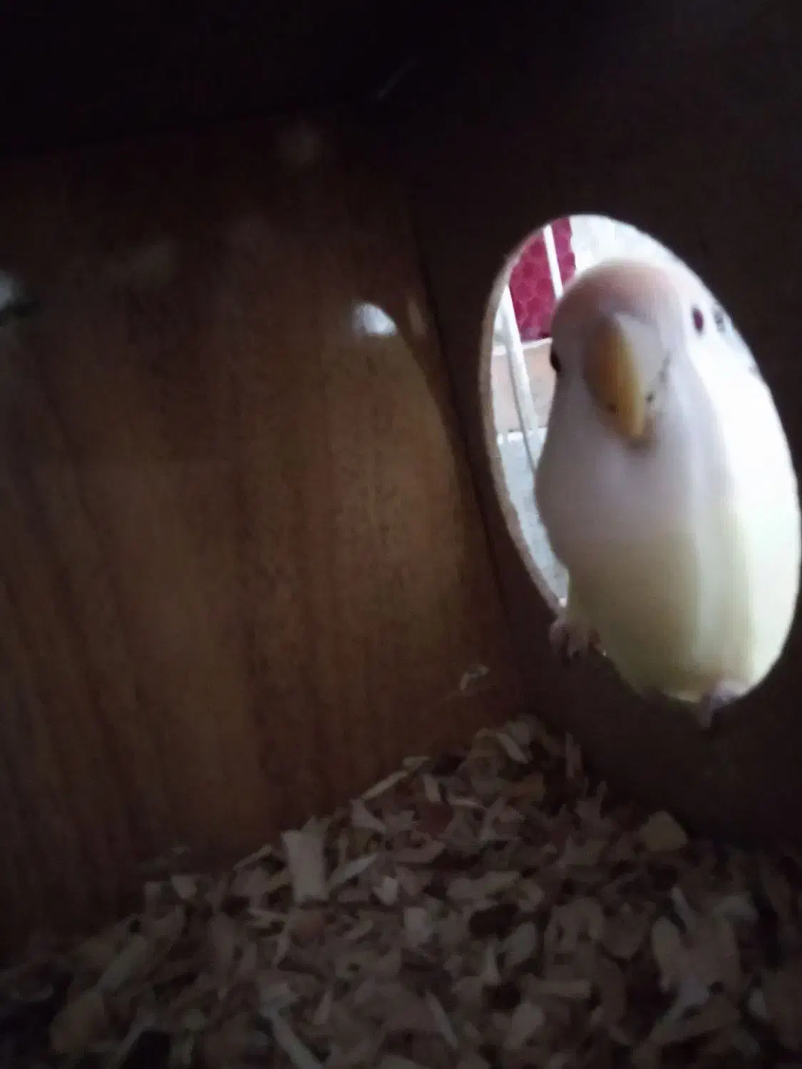 کوتوله|پرنده|نصر آباد, |دیوار