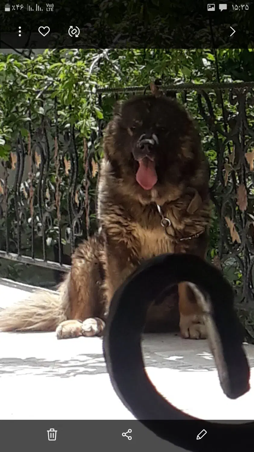 سگ قفقازی|سگ|کوهسار (البرز), |دیوار