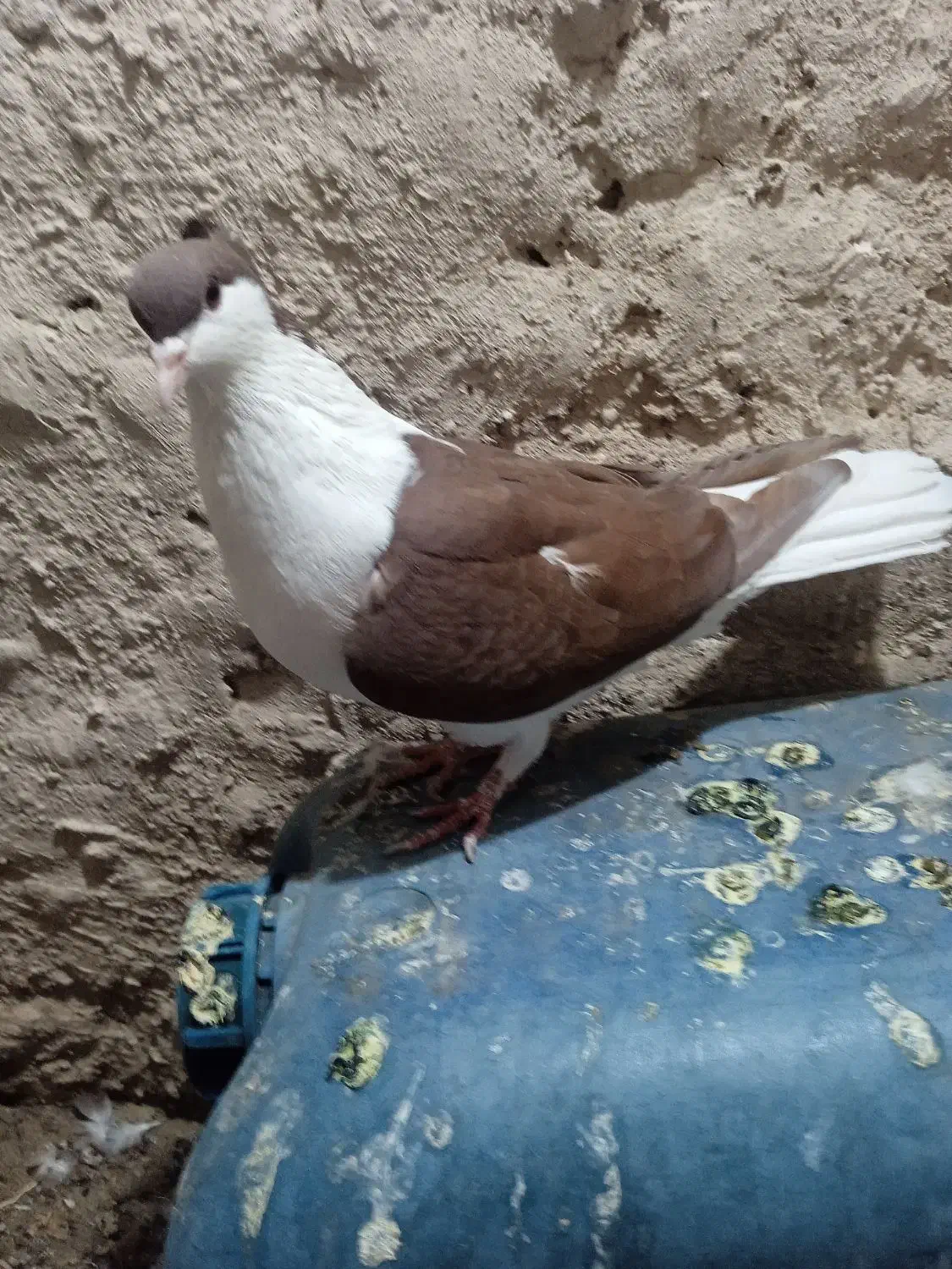 پولک و ساده کاکلی|پرنده|تربت‌حیدریه, منظر|دیوار