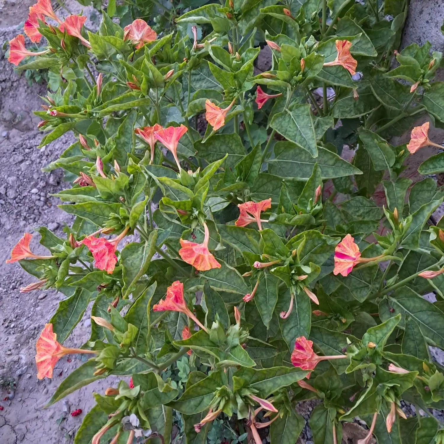 یک طناب باغچه باانواع درختان میوه ۴ساعت آب درهفته|فروش زمین و ملک کلنگی|نوشین شهر, |دیوار