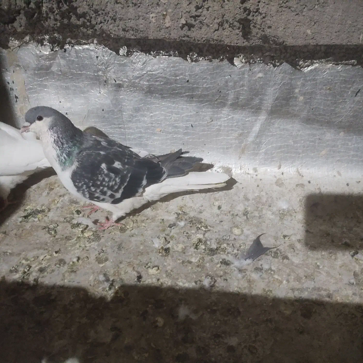 کفتر شهرستان مناسب|پرنده|یزد, |دیوار