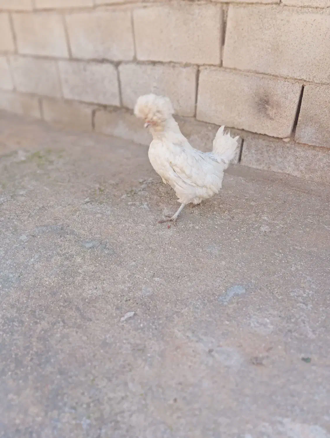 خروس|حیوانات مزرعه|ایذه, |دیوار