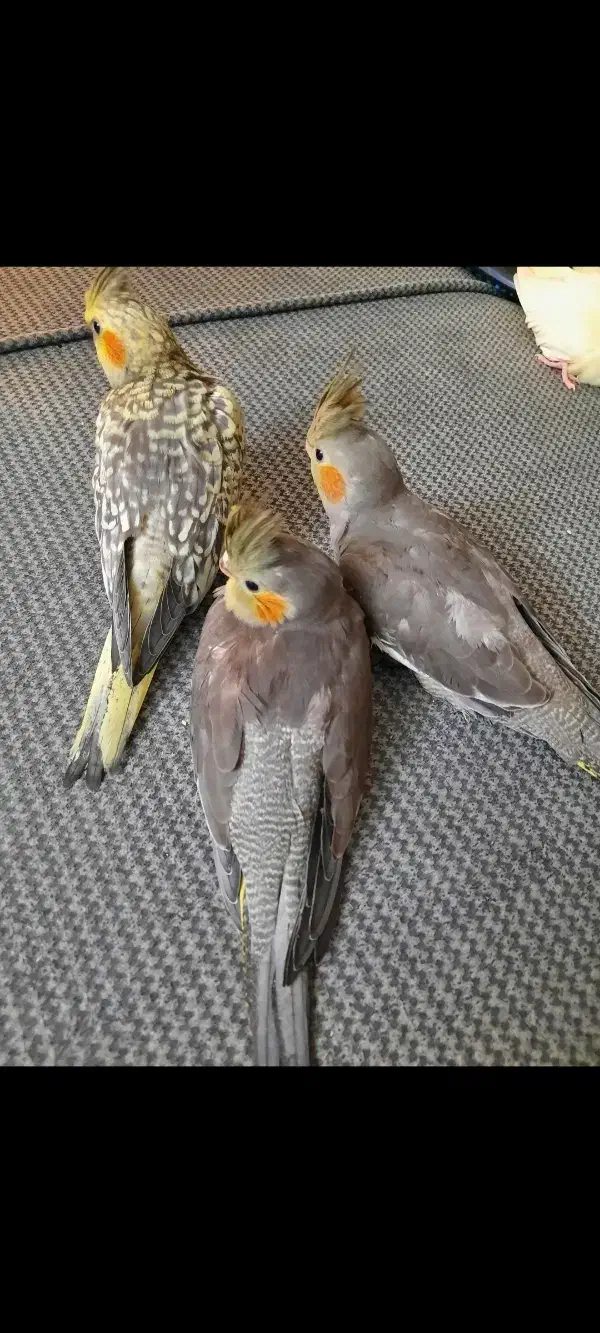 عروس هلندی نر ماده|پرنده|تهران, دبستان|دیوار