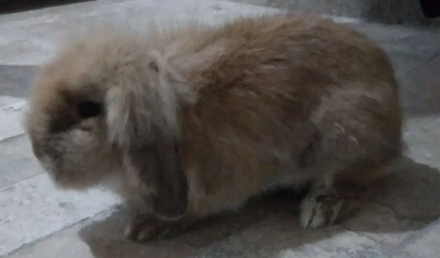 خرگوش بامزه|موش و خرگوش|مشهد, قائم|دیوار