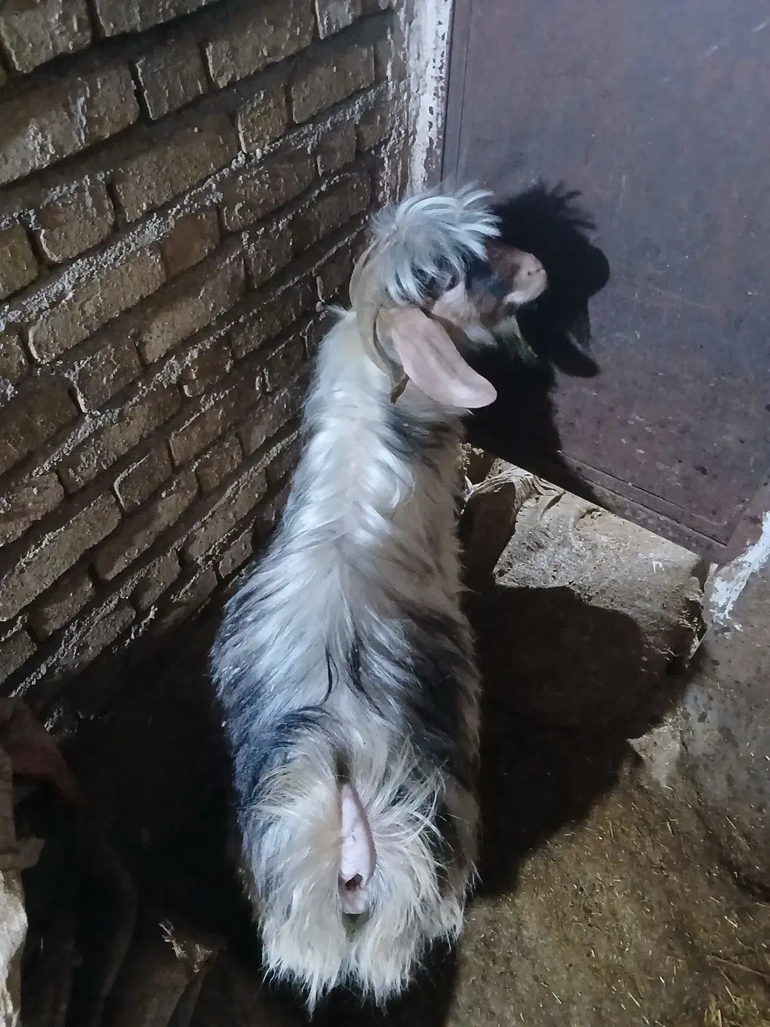 بزغاله نر|حیوانات مزرعه|دهگلان, |دیوار