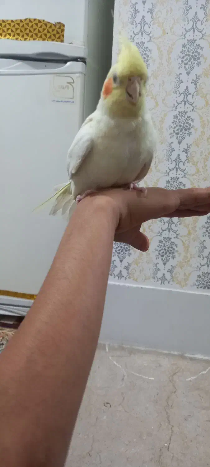 عروس هلندی|پرنده|مرودشت, کناره|دیوار