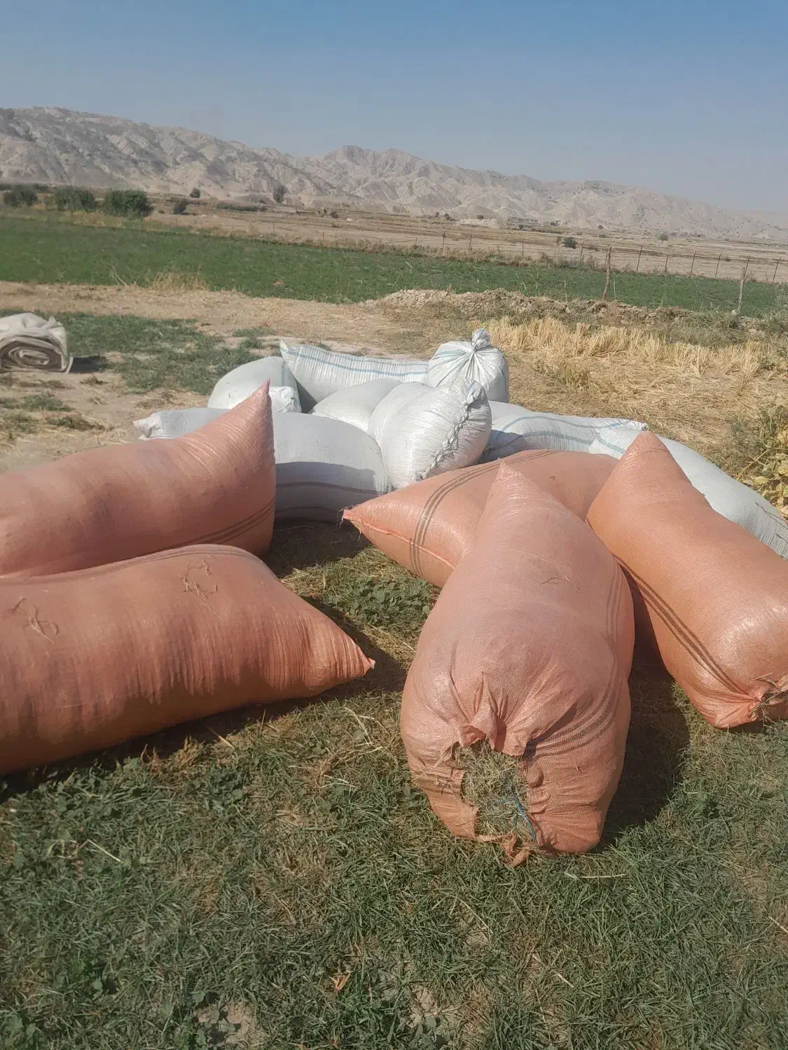 فروش یونجه گرفته آماده 500 کیلو و کاه ماشک گرفته|خدمات باغبانی و درختکاری|چرام, |دیوار