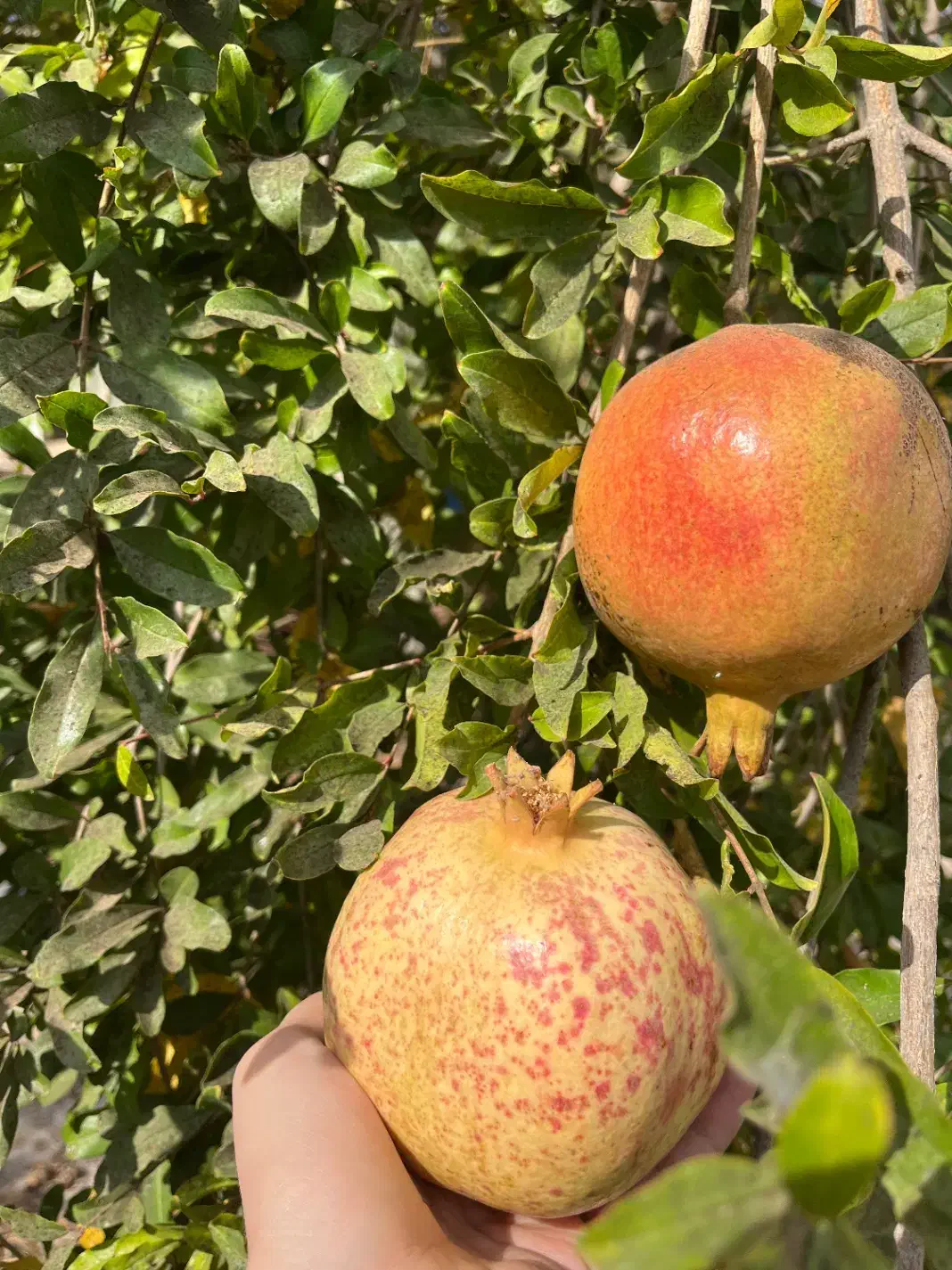 فروش رب انار محلی بصورت عمده|خوردنی و آشامیدنی|رودبار, |دیوار