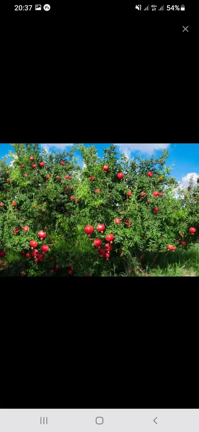 انار عقدا|عمده‌فروشی|اردکان, |دیوار