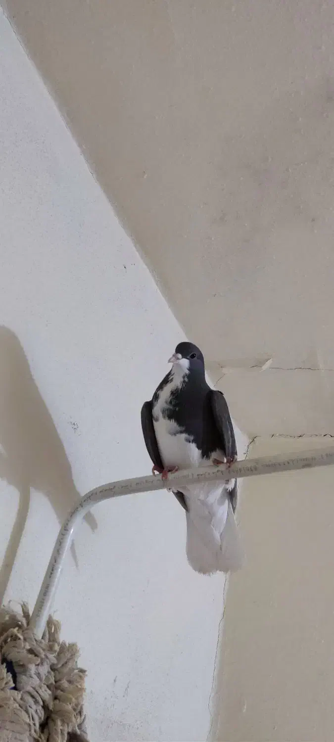 کبوتر|پرنده|شیراز, شیخ روزبهان|دیوار