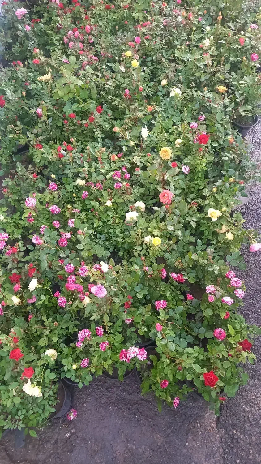 باغبانی هرس سم پاشی بریدن درختکاری با اره موتوری|خدمات باغبانی و درختکاری|شیراز, نارنجستان|دیوار