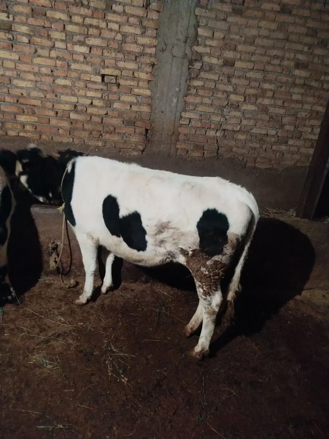 گوساله ماده گوشتی|حیوانات مزرعه|هریس, |دیوار