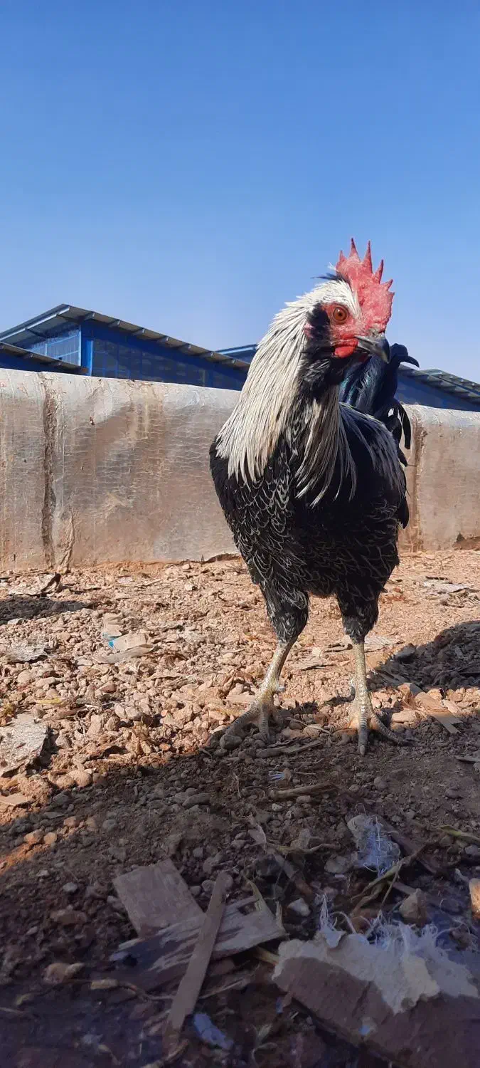 فروش خروس محلی و گلین|حیوانات مزرعه|شاهین‌شهر, مورچه خورت|دیوار