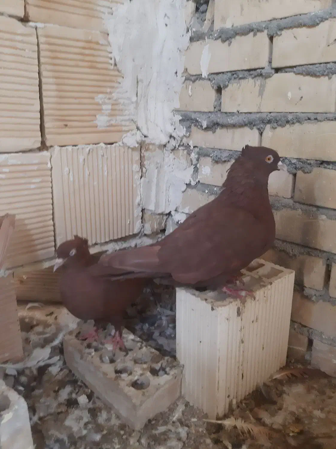 پرنده|پرنده|بهبهان, |دیوار